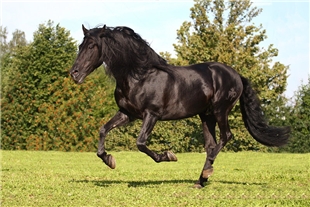 Рик