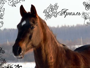 Ариэль